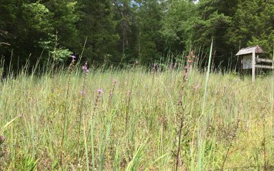 Scientist(s) needed for new project at the Oak Ridge Cedar Barrens!