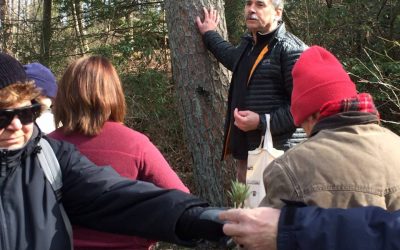 Identifying Trees in Winter