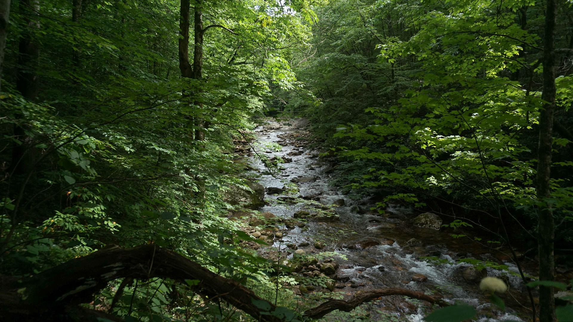 Public Comments Sought on Proposed Water Quality Permit for the Pigeon River