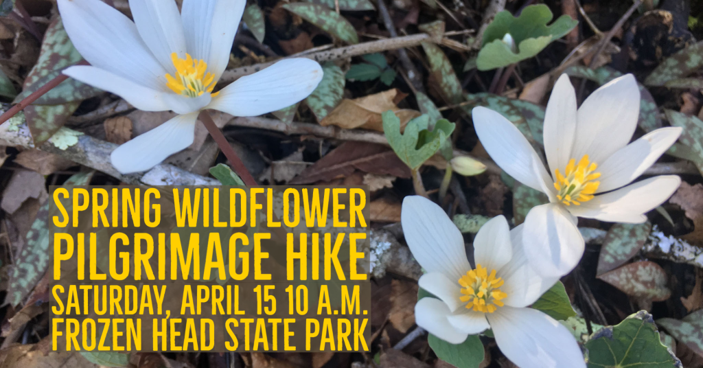 Spring Wildflower Pilgrimage Hike at Frozen Head State Park Tennessee