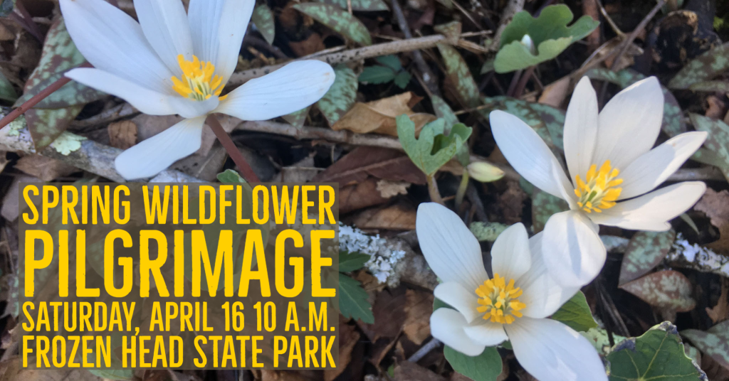 Spring Wildflower Pilgrimage at Frozen Head State Park Tennessee