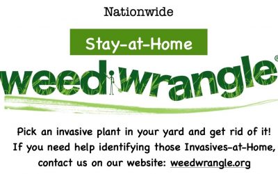 Stay-at-Home Weed Wrangle